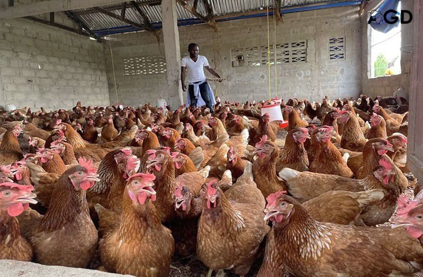 Don pour Élevage de Poules au Bénin